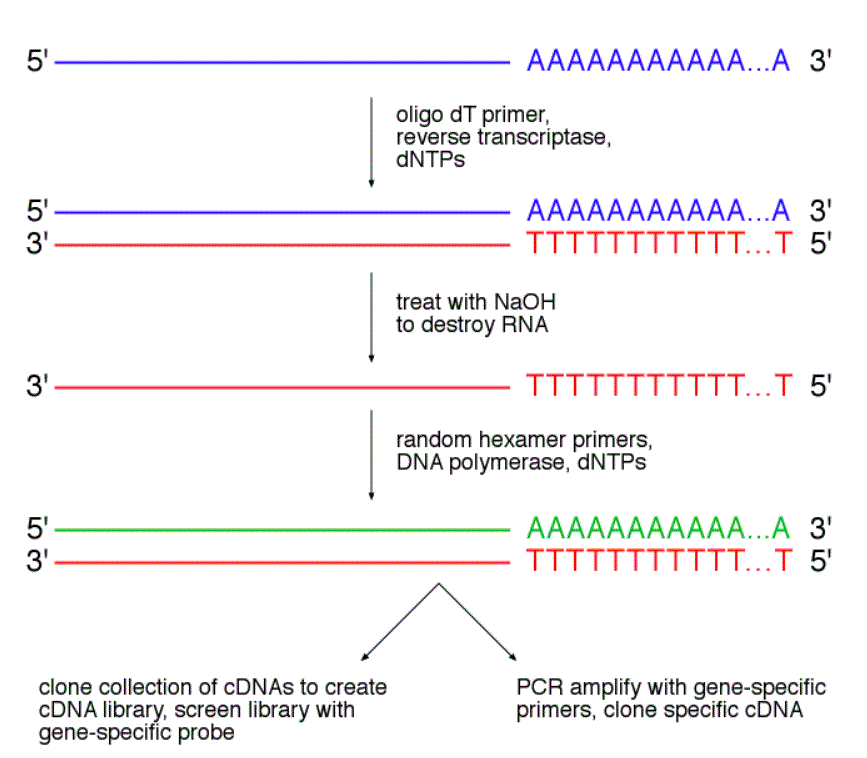 cDNA-Random Hexamer