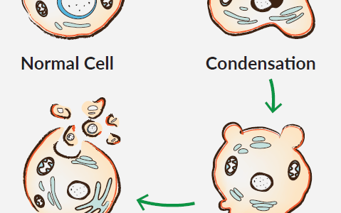 How did my cells die? Help choose the right apoptosis assay